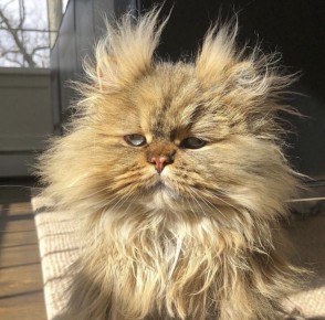 Как распознать хронический стресс и что с ним делать