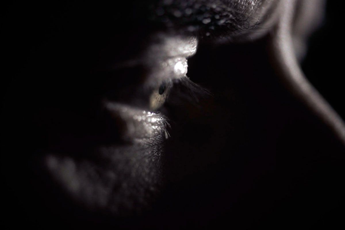 ��������� �����������: ��� �������� ������� ������������� �����