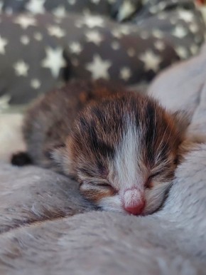 Новый член семьи: радость от рождения котёнка