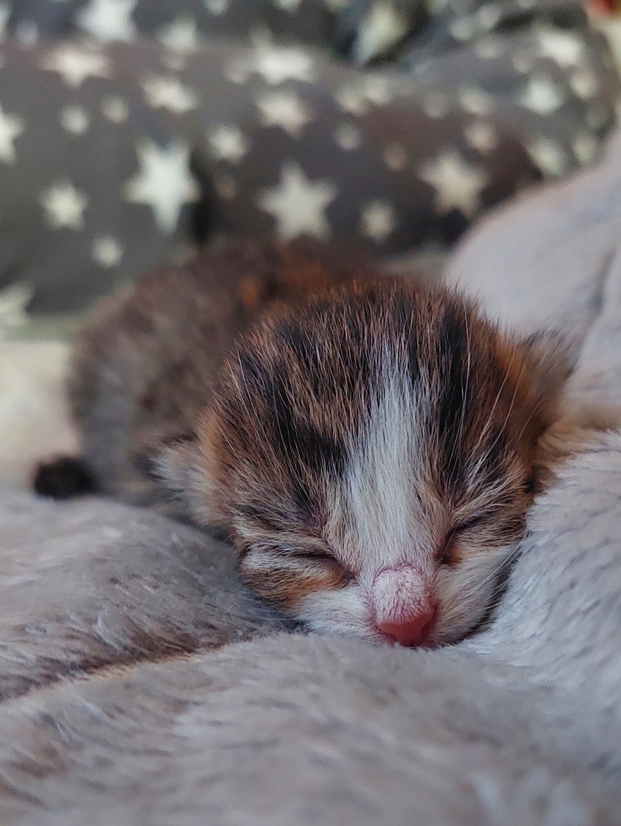 Новый член семьи: радость от рождения котёнка