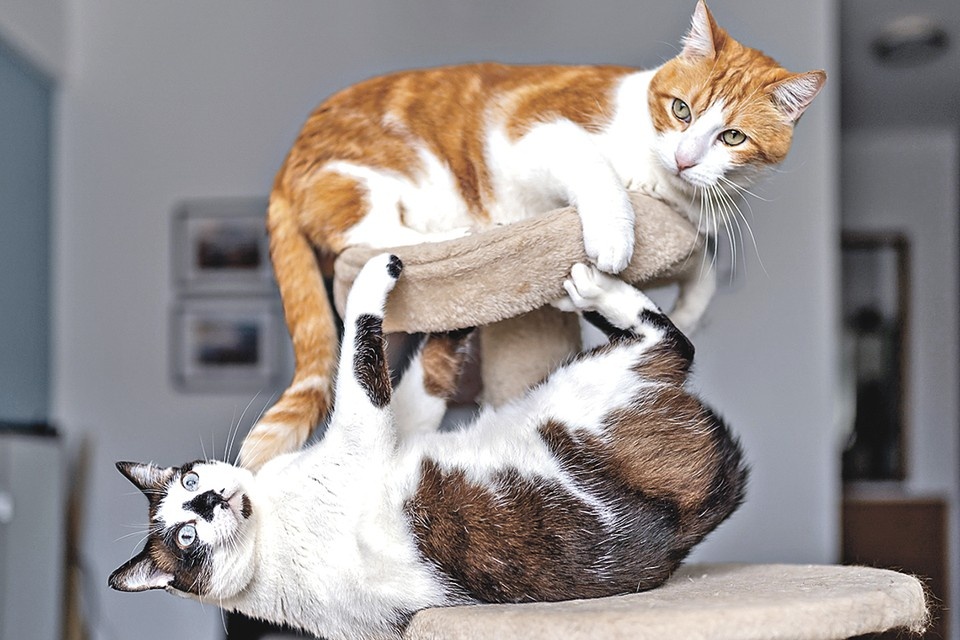 Как помирить домашних животных: советы зоопсихологов