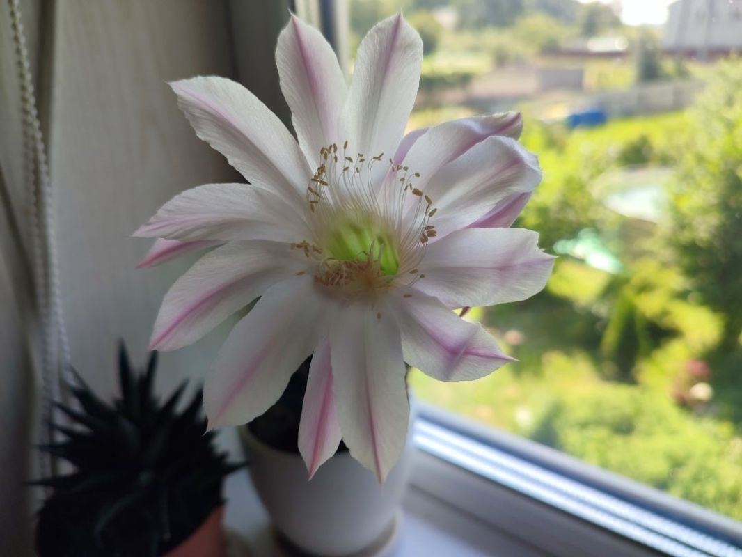 ��� ���������� �� ����������� � ���������� � �������� ������