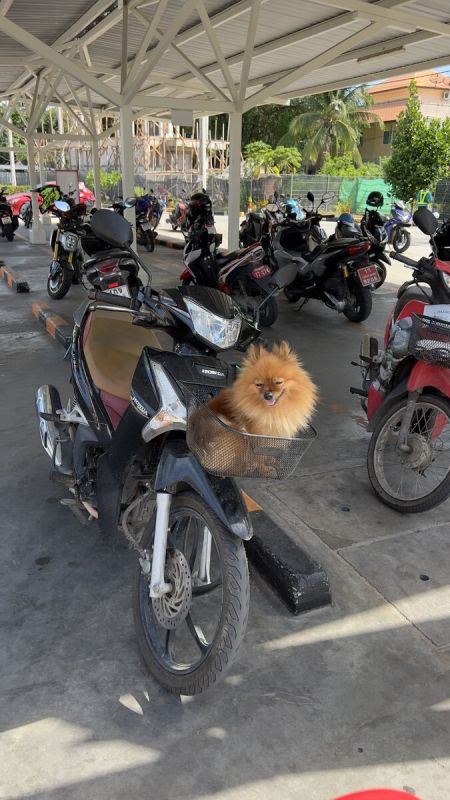 ������ �����: ������� ���� ��� �������? ����������� � �������