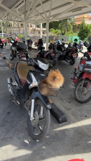 Зимний отдых: выбрать Бали или Таиланд? Разбираемся в нюансах