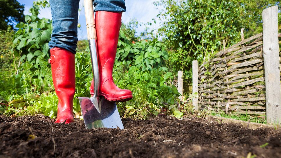 ������� �������: ��� ���� ����� �������� ����� �� ����