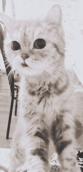 Когда уходит любимец: как справиться с горем утраты питомца