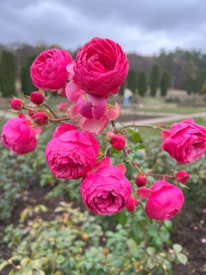 ��� ��������� �������: ����� �� ������ � �������