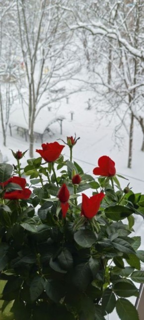 ��� ������ ���������� ������������: ������ � ��������������� �������